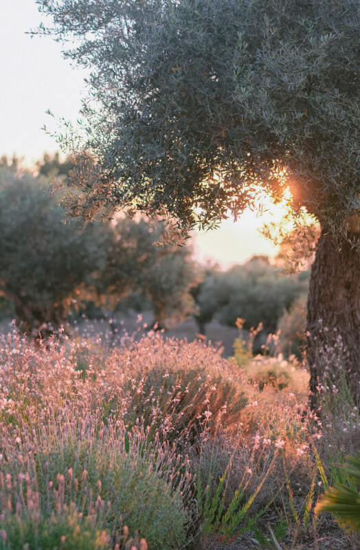 olivenbaum-sonnenuntergang-natur